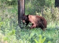 Braunbär in der Wildnis