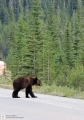 Brownbear crossing