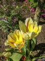 Tulpen