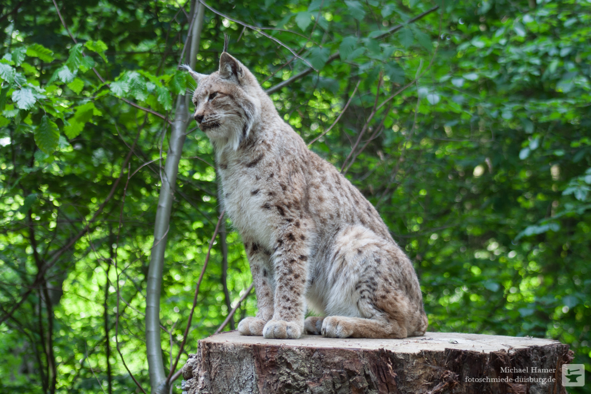 Mottowoche Raubkatzen Luchs & Luchs Fotoschmiede Duisburg