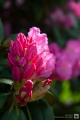 Rhododendron-Blüte