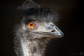 Emu