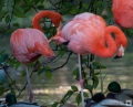 Flamingos