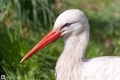 Ein Storch