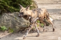 Afrikanischer Wildhund