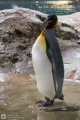 Pinguin