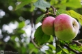 Apfel
