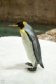 Ein Pinguin