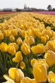 Tulpen
