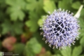 Blumenball