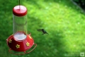 kanadischer Kolibri