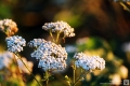 Blüte