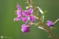 Blume ohne Namen