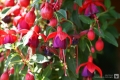 Fuchsie