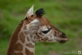 Kleine Giraffe