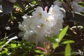 Rhododendronblüten