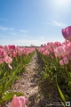 Ein Feld voller Tulpen