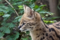 Serval