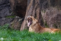 Gähnende Löwin
