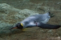 Pinguin unter Wasser