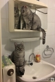 Zwei Katzen im Bad