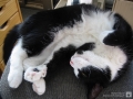 Pfote mit Katze dran ;-)