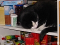 Nickerchen im Schrank