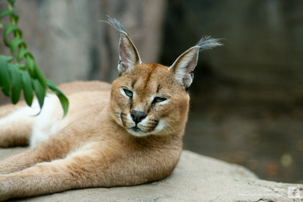Mottowoche Raubkatzen Luchs Luchs Fotoschmiede Duisburg
