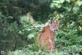 Luchs