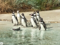 Pinguine Tierpark Bochum