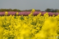 Rapsfeld