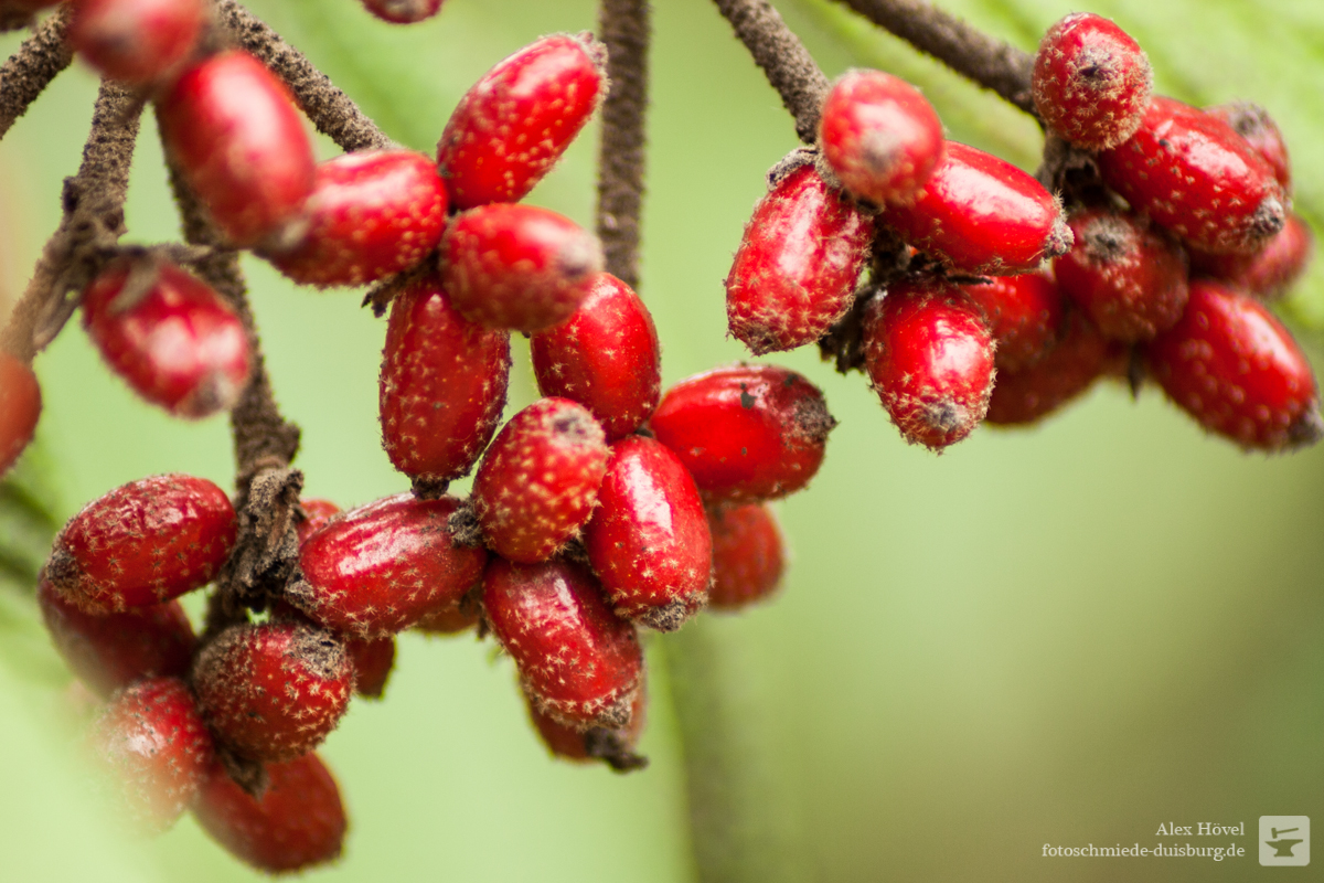 Rote Beeren - Fotoschmiede Duisburg