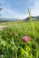 Kleeblüte