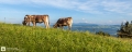 Kühe im Allgäu
