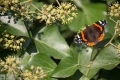 Schmetterling