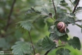 Schnecke