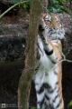 Tiger von vorn...