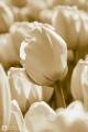 Tulpe im Feld