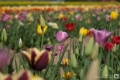 Tulpen aus Angermund