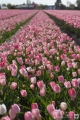 Soooooo viele Tulpen ;-)