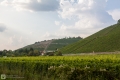 Weinberge