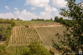 Weinberge