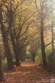 Weg (Allee) mit Herbstlaub