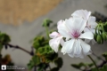 Weiße Blume 