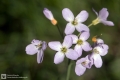 Blume