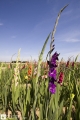 Gladiole