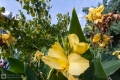 Gelbe Blume