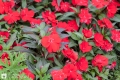 Rote Blume