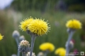 Ein gelbes Blümchen