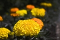 Tagetes